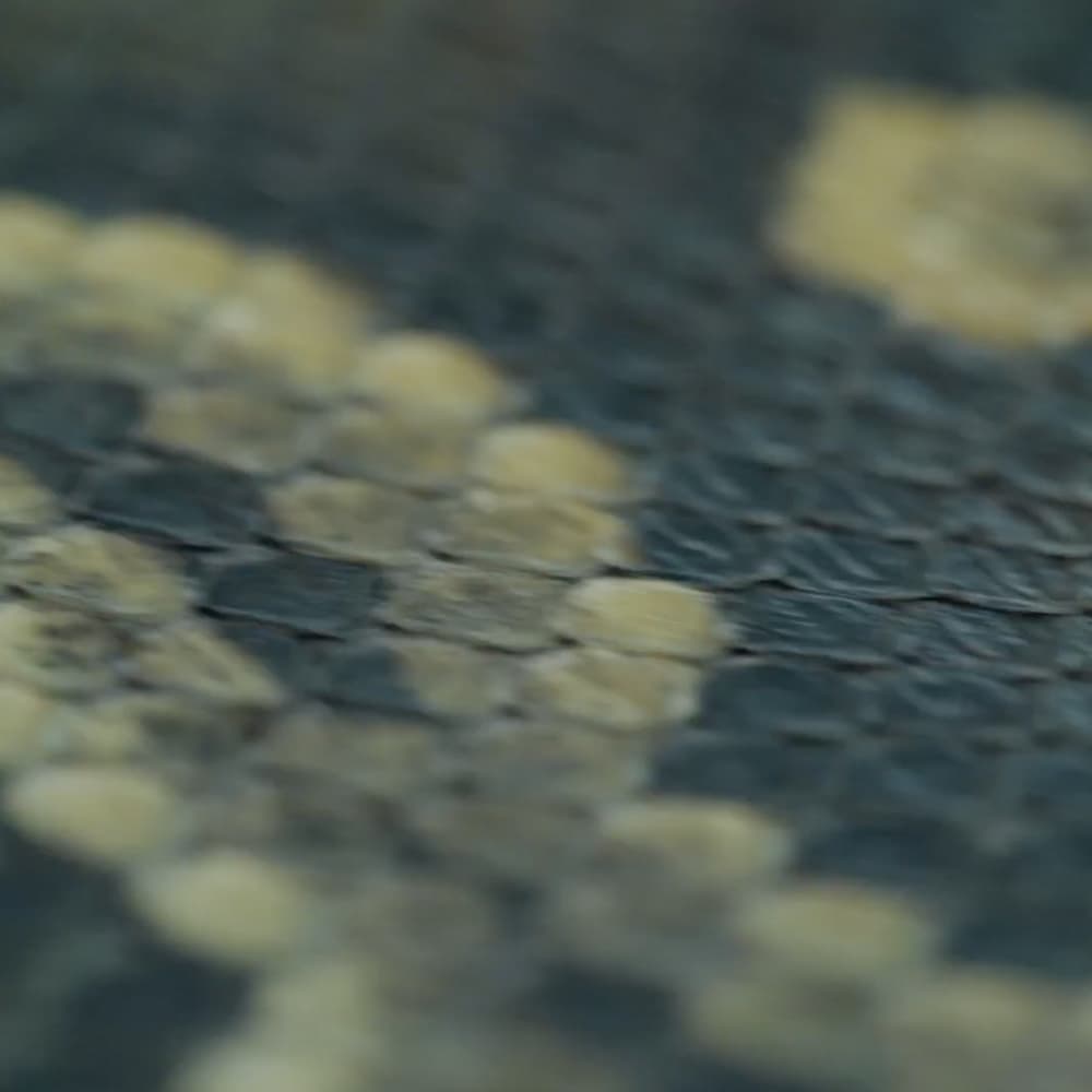 Burmese Python – P448